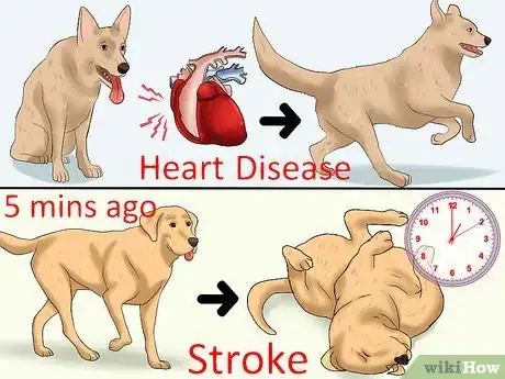 Imagen titulada Recognize a Stroke in Dogs Step 2