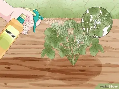 Imagen titulada Grow Strawberries Step 21