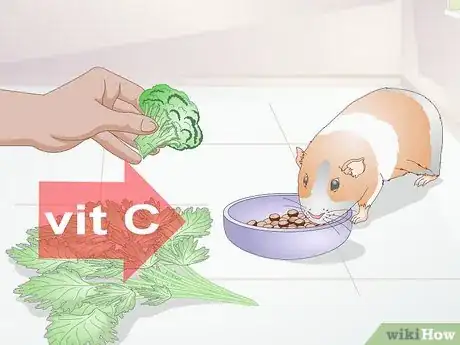 Imagen titulada Treat Respiratory Problems in Guinea Pigs Step 15