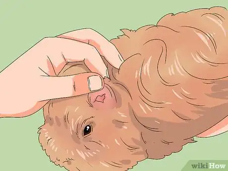 Imagen titulada Keep Your Guinea Pigs Smelling Good Step 8