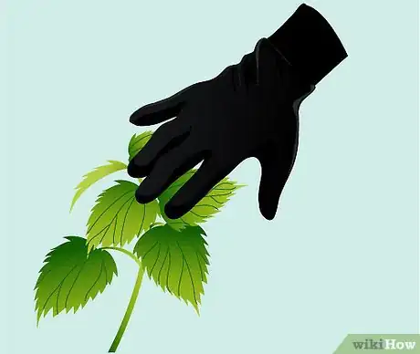 Imagen titulada Identify Nettles Step 4