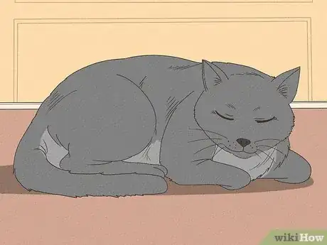 Imagen titulada Handle a Stray Cat Step 13