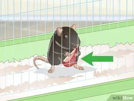 Imagen titulada Tame a Rat Step 5