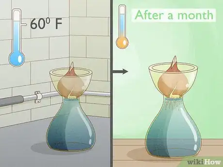 Imagen titulada Force Tulip Bulbs in Water Step 7