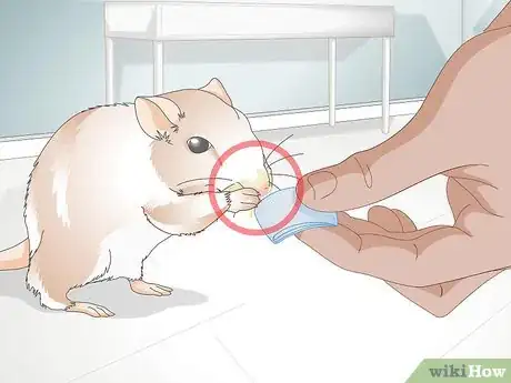 Imagen titulada Know if a Gerbil Is Ill Step 9