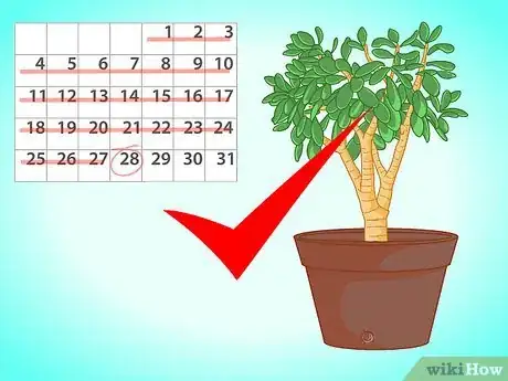 Imagen titulada Transplant a Jade Plant Step 12