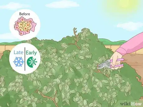 Imagen titulada Prune Lantana Step 1