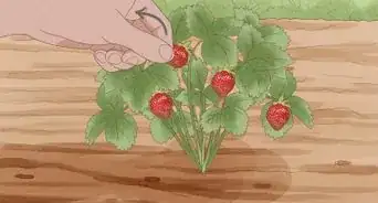 cultivar fresas
