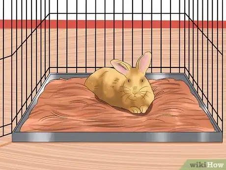 Imagen titulada Care For an Elderly Rabbit Step 9