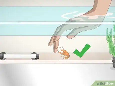 Imagen titulada Play With a Crayfish Step 1