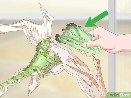 Imagen titulada Care for an Iguana Step 10
