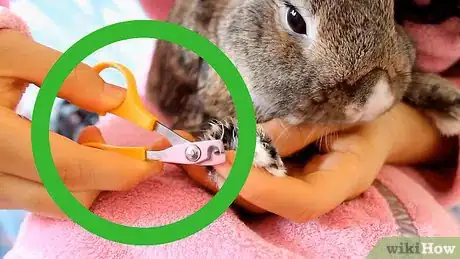 Imagen titulada Cut a Rabbit's Claws Step 2