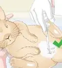 determinar si debes esterilizar a tu conejo
