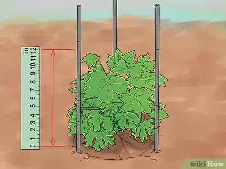 Imagen titulada Grow Delphinium Step 26