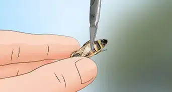 identificar a la abeja reina