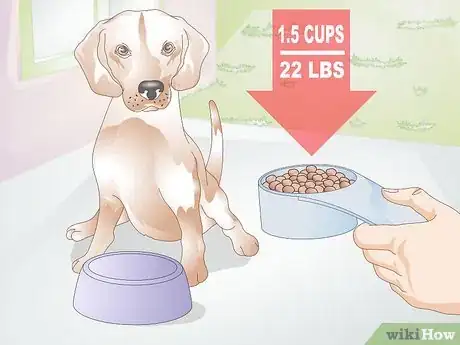 Imagen titulada Feed a Dog Step 7