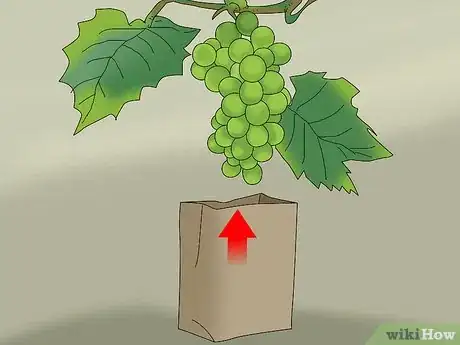 Imagen titulada Protect Grapes from Birds Step 1