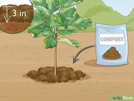 Imagen titulada Care for a Fig Tree Step 5