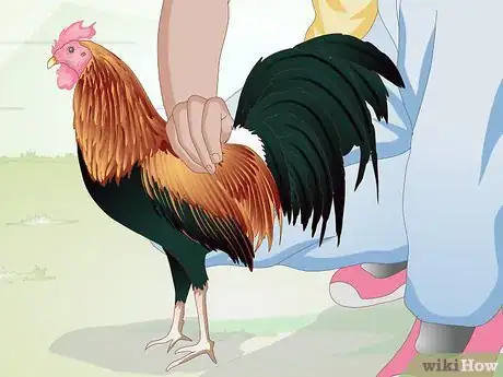 Imagen titulada Get Your Hen to Become Broody Step 13