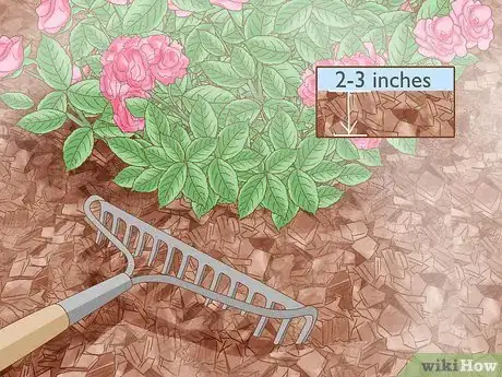Imagen titulada Prune Drift Roses Step 16