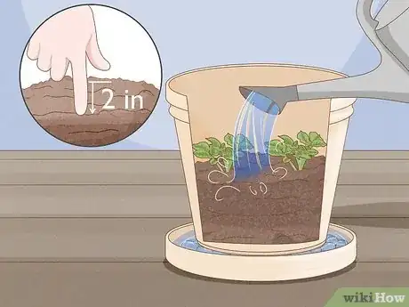 Imagen titulada Plant Potatoes in Pots Step 16