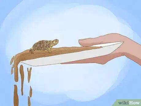 Imagen titulada Catch a Turtle Step 10