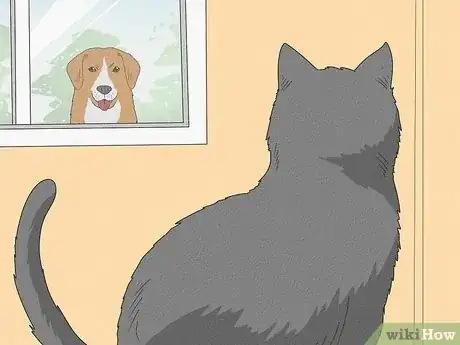 Imagen titulada Handle a Stray Cat Step 12