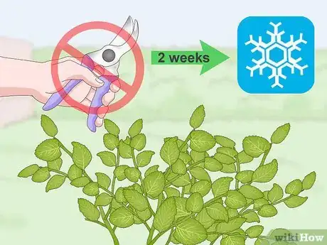 Imagen titulada Prune Oregano Step 7