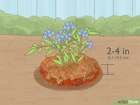 Imagen titulada Plant Forget Me Not Seeds Step 12
