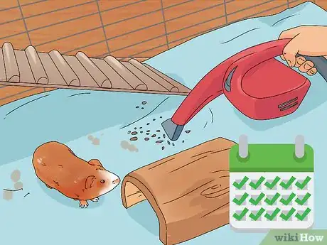Imagen titulada Keep Your Guinea Pigs Smelling Good Step 2