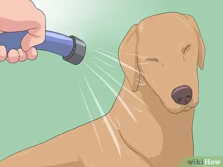 Imagen titulada Remove Skunk Odor from Dogs Step 12