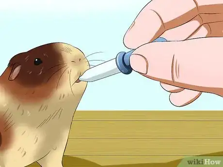 Imagen titulada Feed Guinea Pigs Vitamin C Step 7