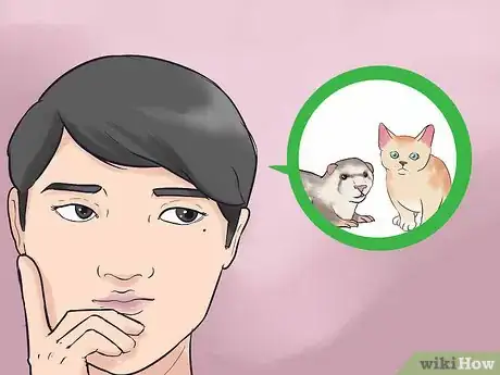 Imagen titulada Keep Ferrets in a Home with Other Pets Step 1