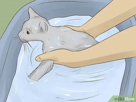 Imagen titulada Make a Homemade Cat Spa Step 3