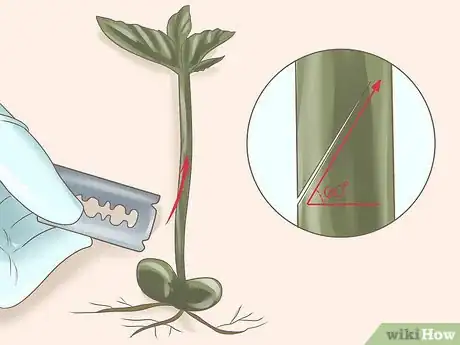 Imagen titulada Graft Plants Step 20