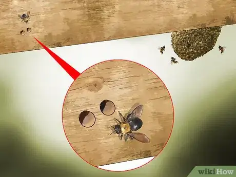 Imagen titulada Identify Carpenter Bees Step 3