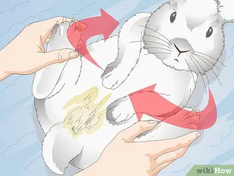 Imagen titulada Keep a Rabbit Clean Step 7