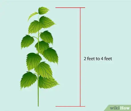 Imagen titulada Identify Nettles Step 3