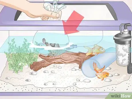 Imagen titulada Introduce a Pleco to a Goldfish Tank Step 9