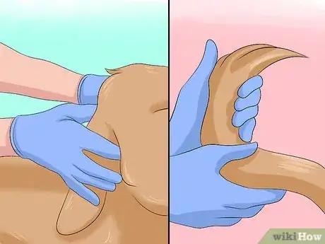 Imagen titulada Remove Skunk Odor from Dogs Step 10