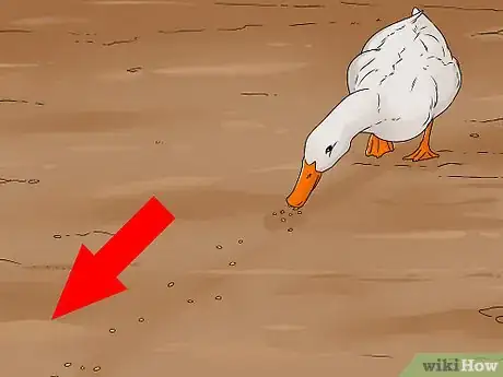 Imagen titulada Catch a Duck Step 13