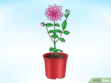 Imagen titulada Store Dahlias over Winter Step 1