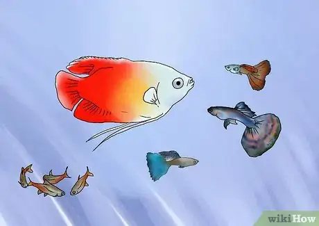 Imagen titulada Find Compatible Tank Mates for Guppies Step 2