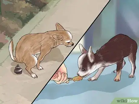 Imagen titulada Potty Train a Chihuahua Step 1