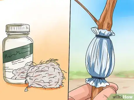 Imagen titulada Make a Japanese Maple Bonsai Tree Step 6