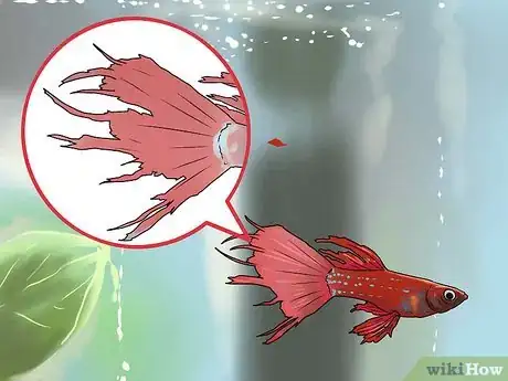 Imagen titulada Identify Finrot Step 2