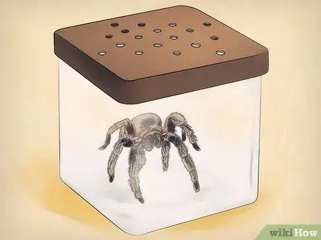Imagen titulada Keep Spiders As Pets Step 4