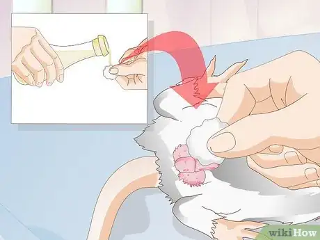 Imagen titulada Treat Mice With Penile Prolapse Step 9