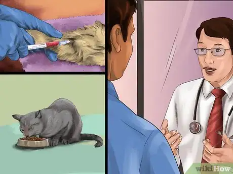 Imagen titulada Stop Your Cat from Eating Plastic Bags Step 8