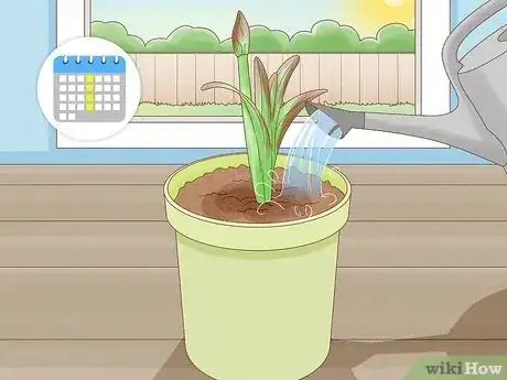 Imagen titulada Plant Amaryllis Step 9